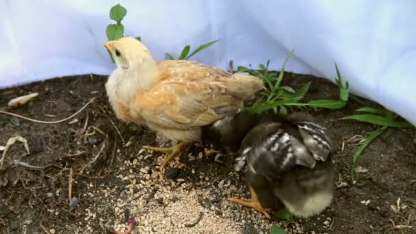 Kippen pikken graan uit voeding trog op een boerenerf — Stockvideo