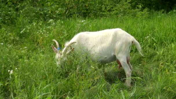 Chèvre pâturée sur une prairie 