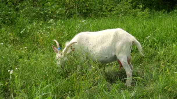 Cabra pastada en un prado — Vídeo de stock