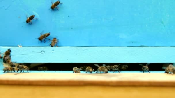 Пчелы летят перед улеем — стоковое видео