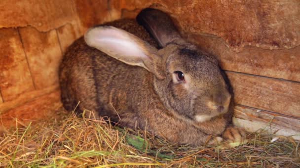 Cute rabbit popping out of a hutch — Stock Video