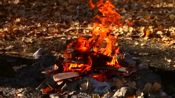 Chama quente de fogueira na floresta — Vídeo de Stock