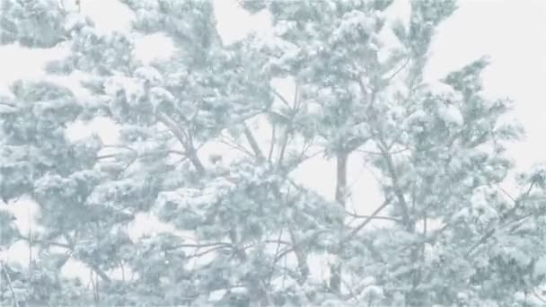 Neige dans le paysage avec des arbres — Video