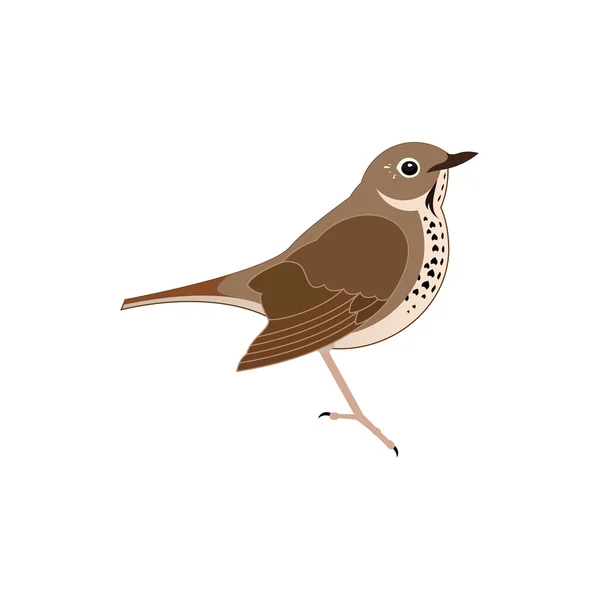 Grive Animaux Oiseaux — Image vectorielle