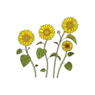 Ayçiçeği Ayçiçeği Yağı