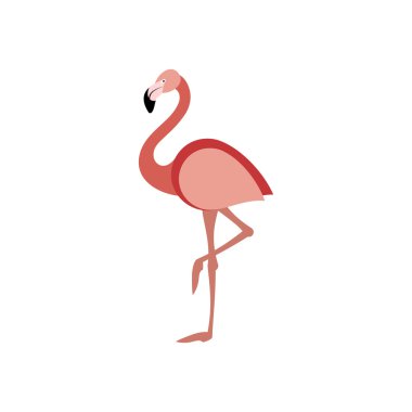 Flamingo Hayvanlar Kuşlar