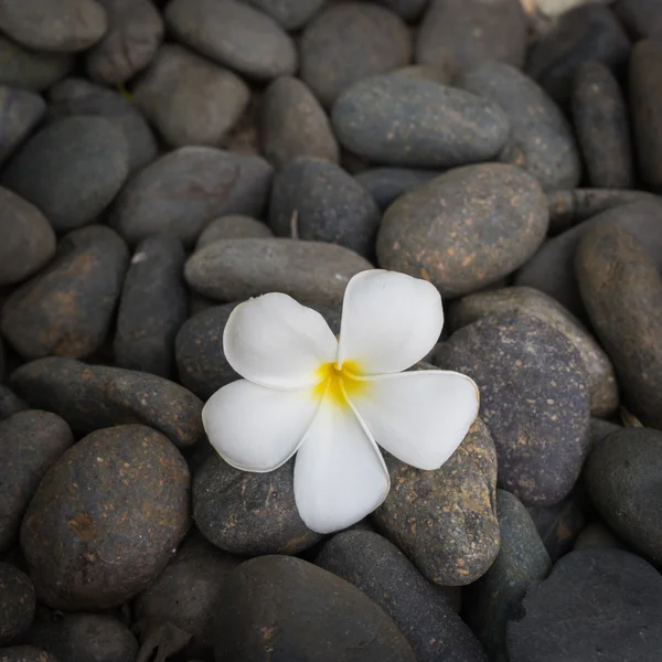 SPA set with flower and stones Stock Image
