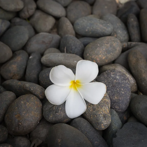 SPA set with flower and stones Royalty Free Stock Photos