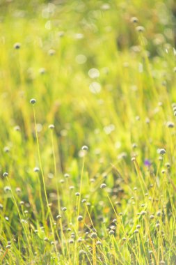 soyut bulanık yeşillik ve parlak yaz güneş ışığı ve bir merkezi