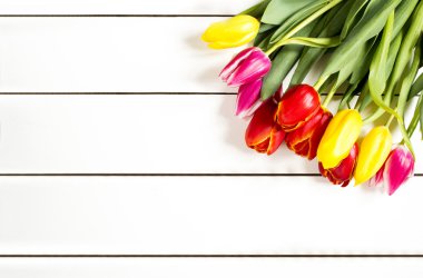 Lale beyaz bir tablo