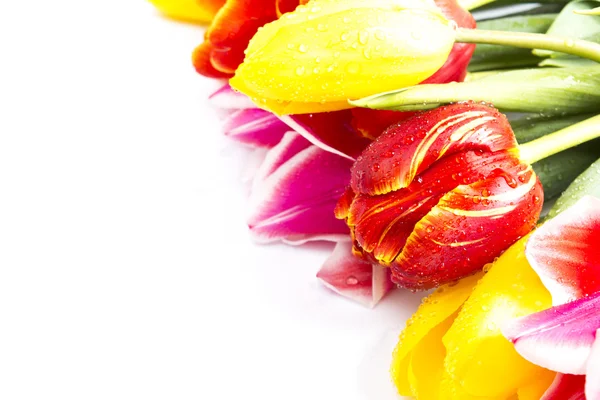 Tulips on a white background Stock Image