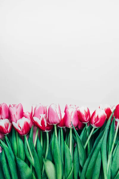 Felső Nézet Rózsaszín Tulipán Fehér Háttér Szabad Hely Jogdíjmentes Stock Képek