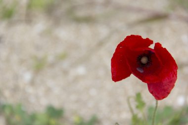 bitki, çiçek, çiçek, çiçek, çiçekli, kırmızı, tohum, Doğa, papaz, varlık, tüy, ortam, ortam, ortam, flora