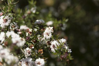 bitki, çiçek, çiçek, çiçek, çiçekli, kırmızı, tohum, Doğa, papaz, varlık, tüy, ortam, ortam, ortam, flora
