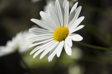 bitki, çiçek, çiçek, çiçek, çiçekli, kırmızı, tohum, Doğa, papaz, varlık, tüy, ortam, ortam, ortam, flora