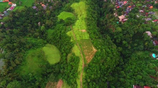 Flight Over the Path of Artists in Ubud on the Bali Island — Stock Video