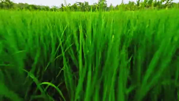 Vuelo sobre el campo de arroz — Vídeo de stock