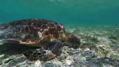 deniz kaplumbağası sualtı