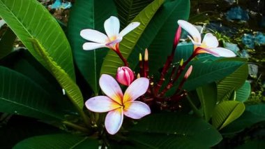 Bali Adası'Fujipani