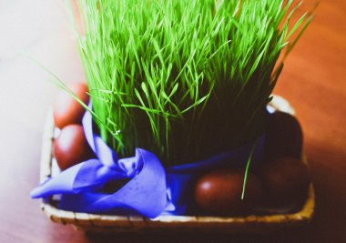 Genç buğday Paskalya yumurtaları ile tencerede. Güzel bahar tatil arka plan