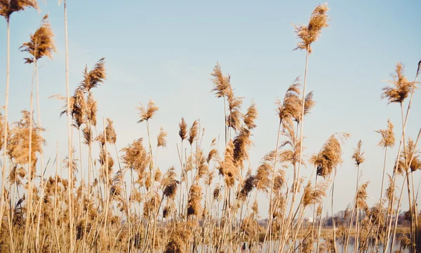 Высокая трава коричневый в солнечном свете Лицензионные Стоковые Фото