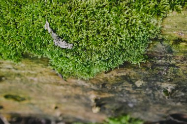 Ahşap zemin üzerine yeşil yosun