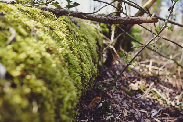 자연 속에서 아름 다운 녹색 이끼 배경 텍스처입니다. 아름 다운 봄 배경 — 스톡 사진