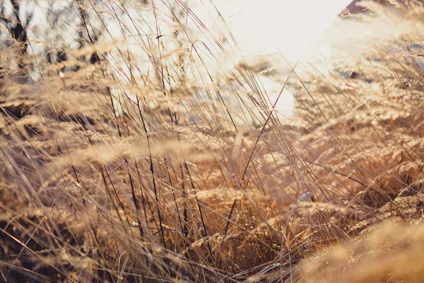 갈색 잔디와 태양 — 스톡 사진