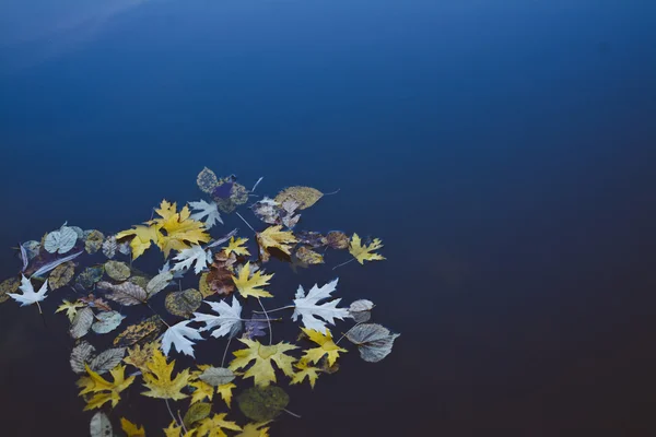 Yellow Autumn Leaves in Water — Stock Photo, Image