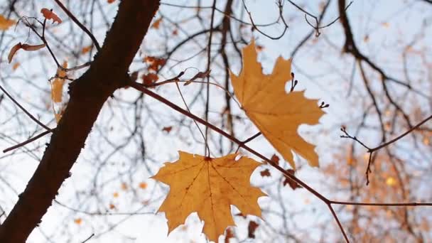 Tree Leaves on the Wind en otoño. Fondo increíble — Vídeo de stock