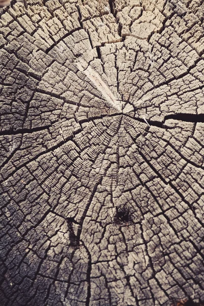 Árbol tronco fondo textura — Foto de Stock