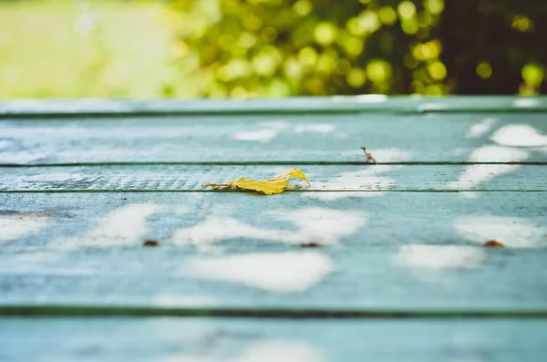 외로워 보이는 노란 잎 — 스톡 사진