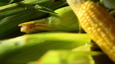 Taze Mısır satır. Eller genç kız açılış kulak Mısır