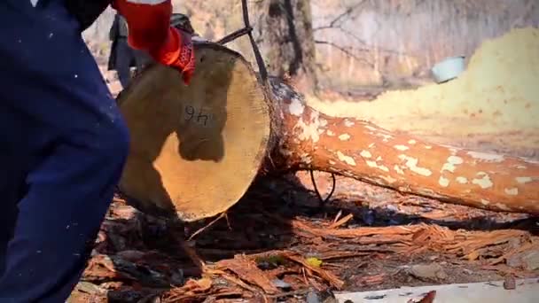 Colonne de tronc de chêne soulevée par construction de grue 