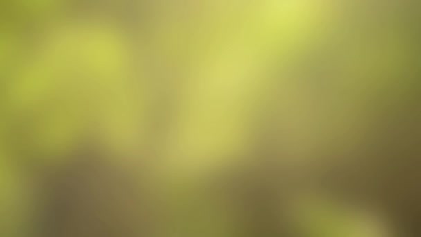 Vert lisse fond flou Pour tout titre ou ouvre 