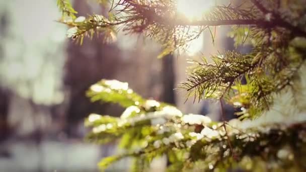 Invierno Rama de pino en nieve. Full HD — Vídeos de Stock