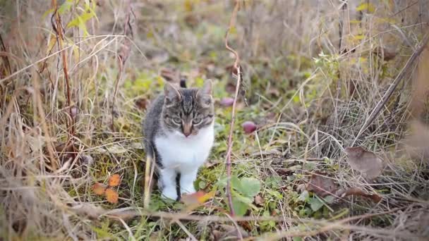 Petit chat drôle sautant sur une caméra — Video