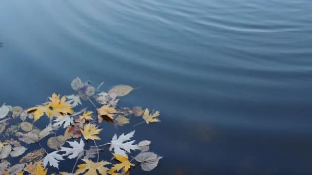 Yellow leaf fall in the autumn cold water. Beautiful background — Stock Video