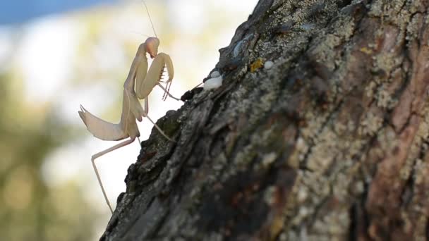 Orando Mantis cazando y comiendo — Vídeo de stock