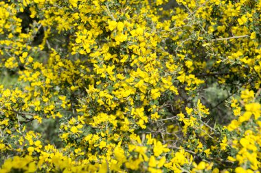 parlak sarı çiçek