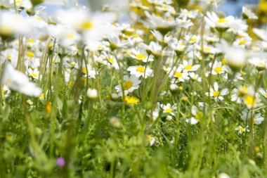 Güneşli papatyalar, canlı vahşi çayırlar.