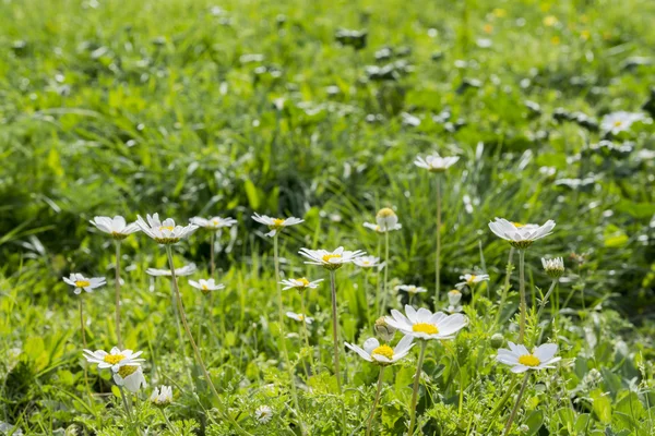 Yemyeşil yeşil otlar ve net beyaz oxeye papatya