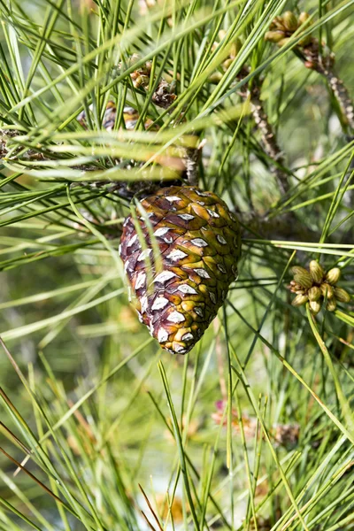 Jonge dennenappel — Stockfoto