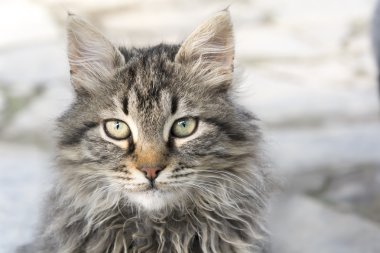 Şirin kedi portresi