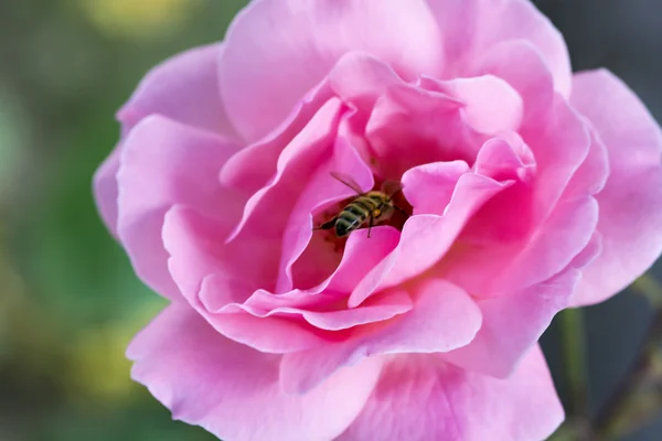 pembe Gül arıya