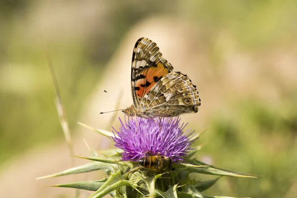 Kelebek ve arı 