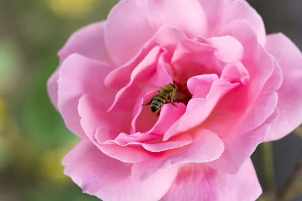 pembe Gül arıya