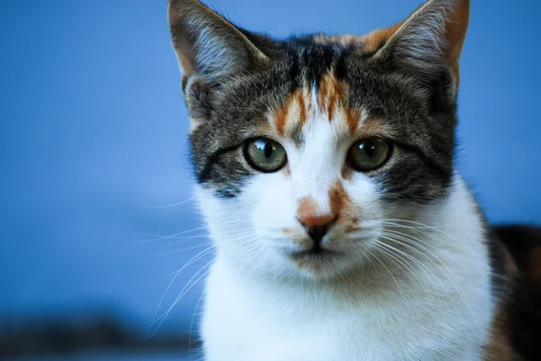 Retrato doméstico de gato Fotos De Stock Sin Royalties Gratis