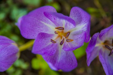 Safran çiçeği resim