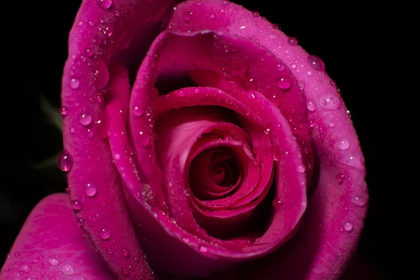 Rose ve damla